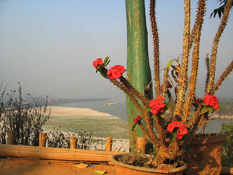 cactus_mekong